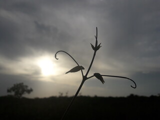 Branches in the gloomy dusk