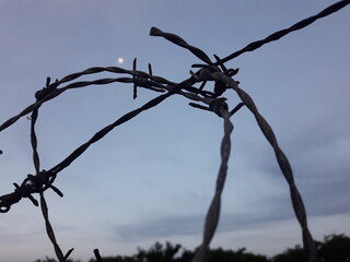 barbed wire face shape