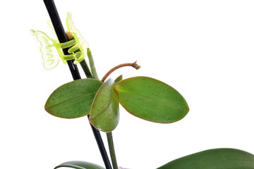 keiki of phalaenopsis orchid