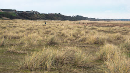 Seaside Field with Hillside