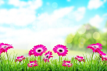 Obraz na płótnie Canvas Green grass and gerbera, in spring time on park background.
