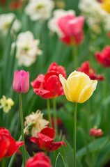 Tulips flowers on a blur background of nature.