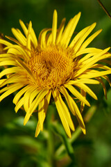 Inula salicina