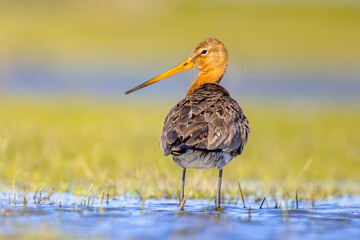 Black-tailed Godwit wader bird in natural habitat