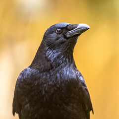 Carrion crow portrait of head