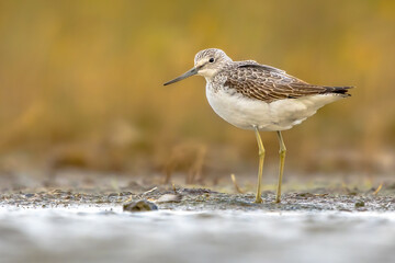 Common greenshank walking in shallow coastal water of Waddensea.