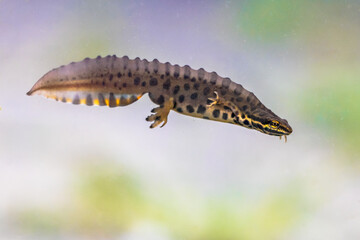 Common newt amhibian in freshwater habitat