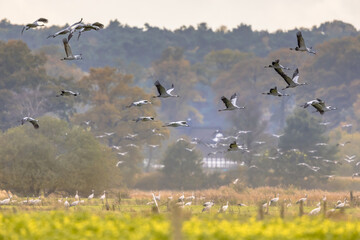Flocks of cranes on migration in germany