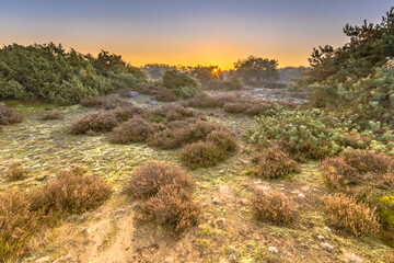 Fototapeta na wymiar Heathland in hilly terrain on a cold morning