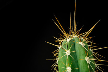 Macro photo of green cactus with spines