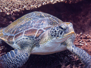 Fototapeta premium Turtle, resting on a reef, Musandam, Oman