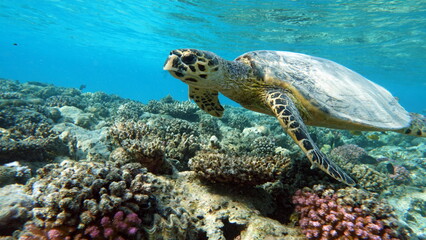 Sea turtles . Great Reef Turtle .Bissa.

