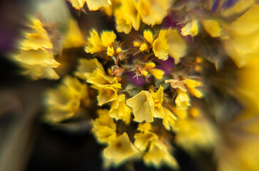 Beautiful bouquet of limonium