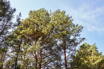 Pine trees against a blue sky with clouds on a sunny day