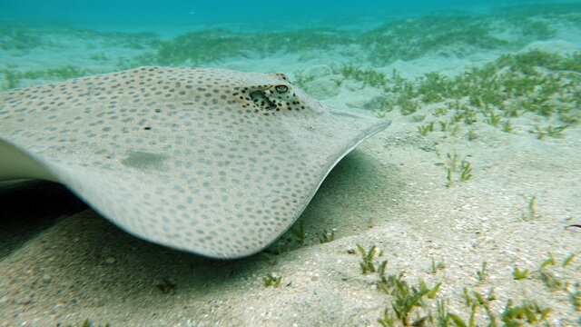 Stingray The ringed stingray (leopard stingray) is large in size, can reach dimensions of 3.2 m in length (including the tail) and 1.5 m in width.