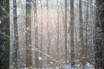 Fototapeta premium Winter frost landscape. Beautiful nature in january. Forest in sunlight.