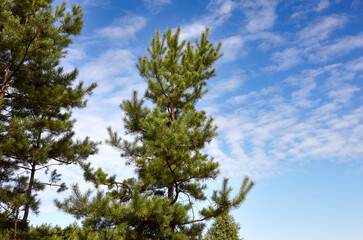 Pine trees against a blue sky with clouds on a sunny day