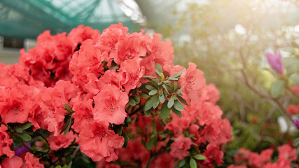 flower spring background. Blooming hybrid Azalia Rhododendron hybridum selection in a greenhouse. Soft focus.