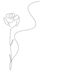 Rose flower on white background vector illustration