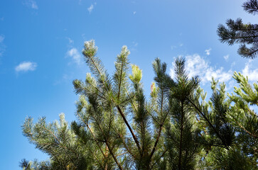 Pine trees against a blue sky with clouds on a sunny day