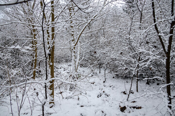 winter natural landscape with snow-covered trees in the forest and a narrow path