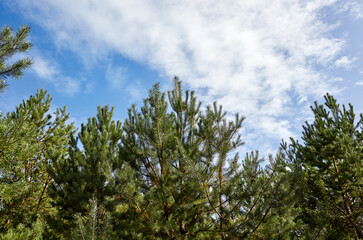 Pine trees against a blue sky with clouds on a sunny day
