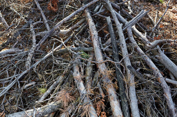 Heap of dry tree branches on the ground in conifer forest