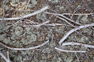 Heap of dry tree branches on the ground in conifer forest