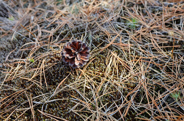 Close-up of needles and cones at undergrowth