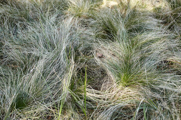 Abstract image of wavy grass at field