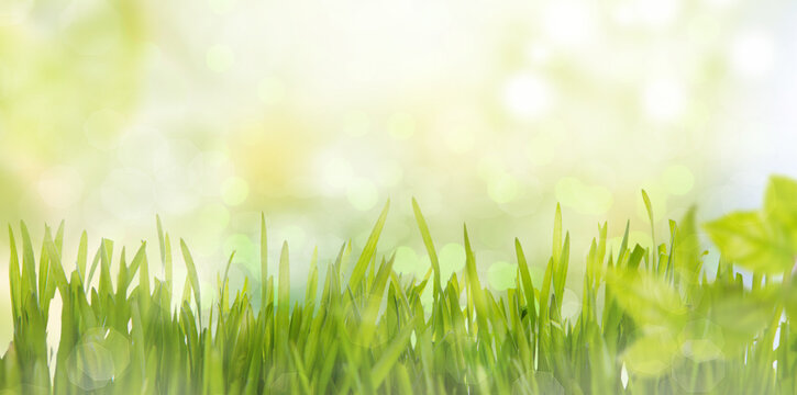 Fresh leaves on tree against spring background blurred landscape with bokeh.