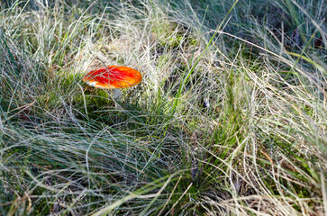 Toxic and hallucinogen mushroom Fly Agaric in grass on autumn forest background