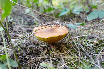 Wild mushroom in autumn forest