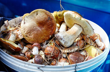 Dirty, unpeeled Boletus mushrooms in plastic bucket
