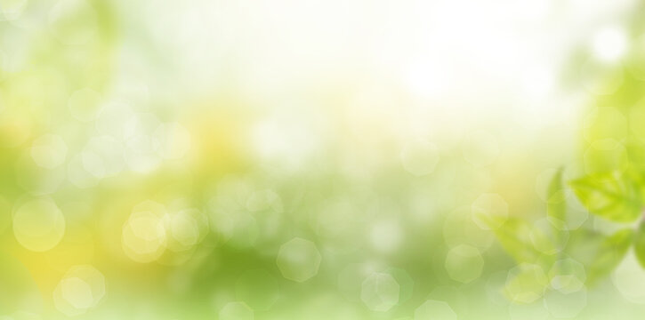 Sunny nature forest green background with bokeh.