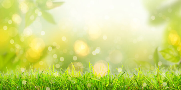 Spring summer background with frame of grass and leaves on nature. Juicy lush green grass on meadow in morning sunny light outdoors, copy space, soft focus, defocus background.