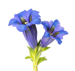 Gentian flowers