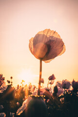 A sun flare behind a pink opium poppy
