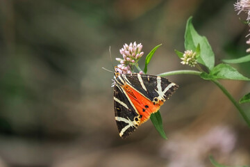 Euplagia quadripunctaria, the Jersey tiger, is a day-flying moth of the family Erebidae.