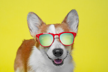 Funny welsh corgi pembroke dog in cook sunglasses with polarized lenses ready for vacation in hot sunny country, yellow background, copy space.