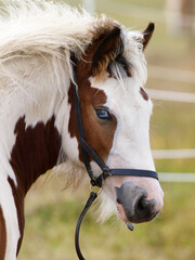 Obraz premium Cute Tradional Pony Foal