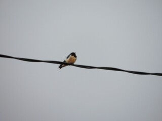birds perched on cables