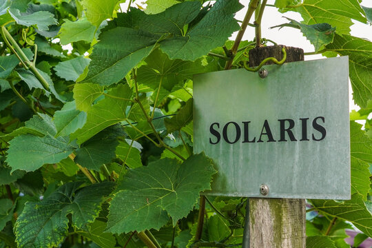 Vine plants with a "Solaris" sign on a vineyard in Saxony. "Solaris" is a white grape variety.