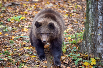 Young european brown bear in the authumn forest