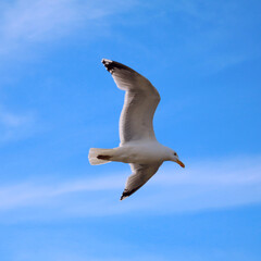 seagull in the sky