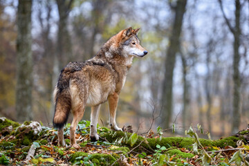 Wolf (Canis lupus) in autumn forest. Grey wolf in natural habitat © nmelnychuk