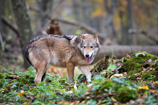 Wolf (Canis lupus) in autumn forest. Grey wolf in natural habitat