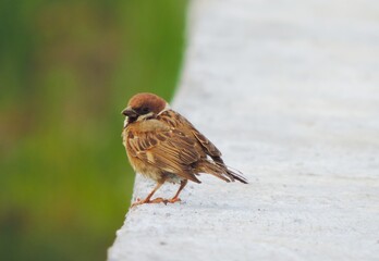 sparrows on the concrete floor