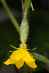 Cucumber ovary with flower