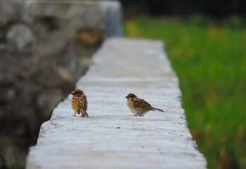 sparrows on the concrete floor